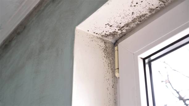 Best Basement Mold Removal  in Breaux Bridge, LA